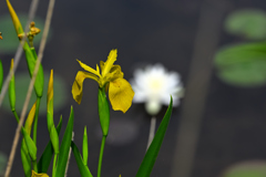 水辺の花