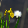 水辺の花