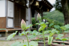 地蔵院青蓮寺の蓮