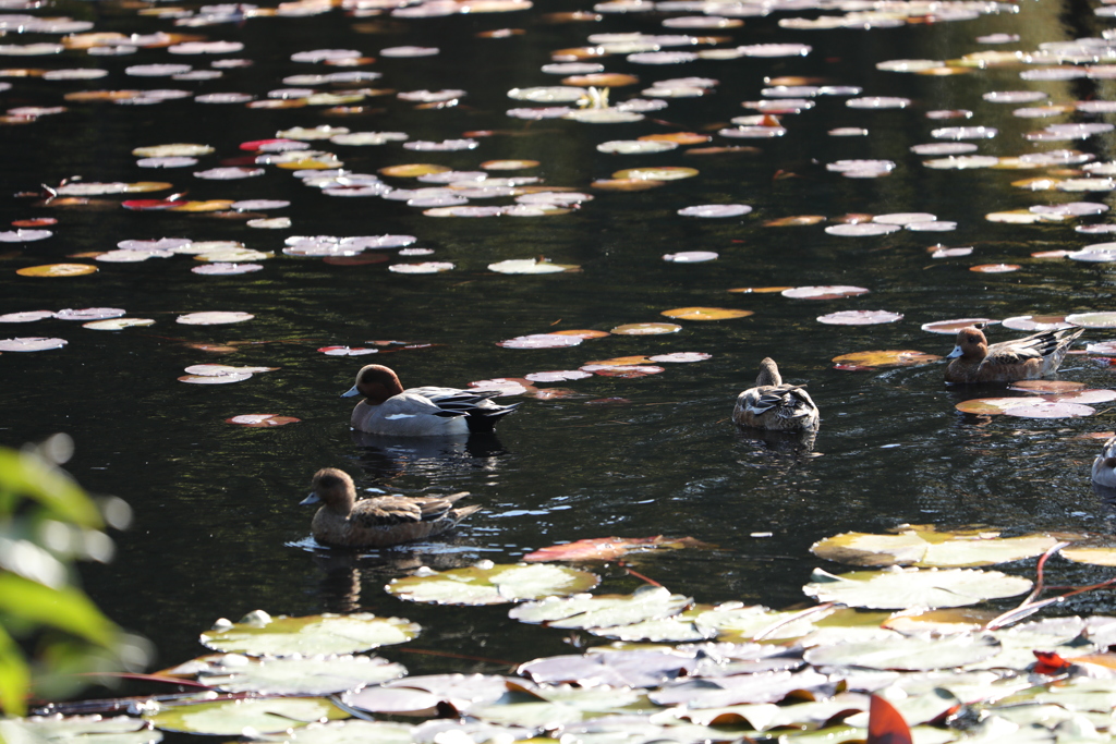 公園の秋　寛ぐ鳥たち