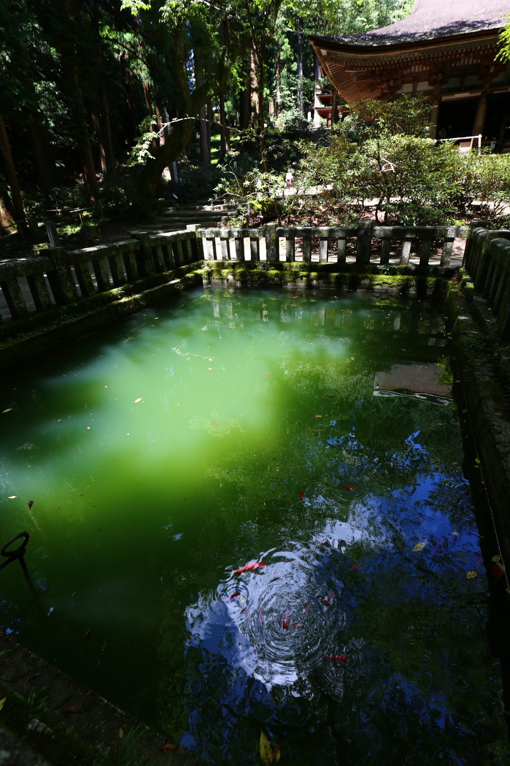室生寺　本堂