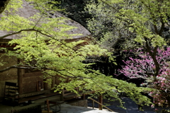 新緑の室生寺（金堂）