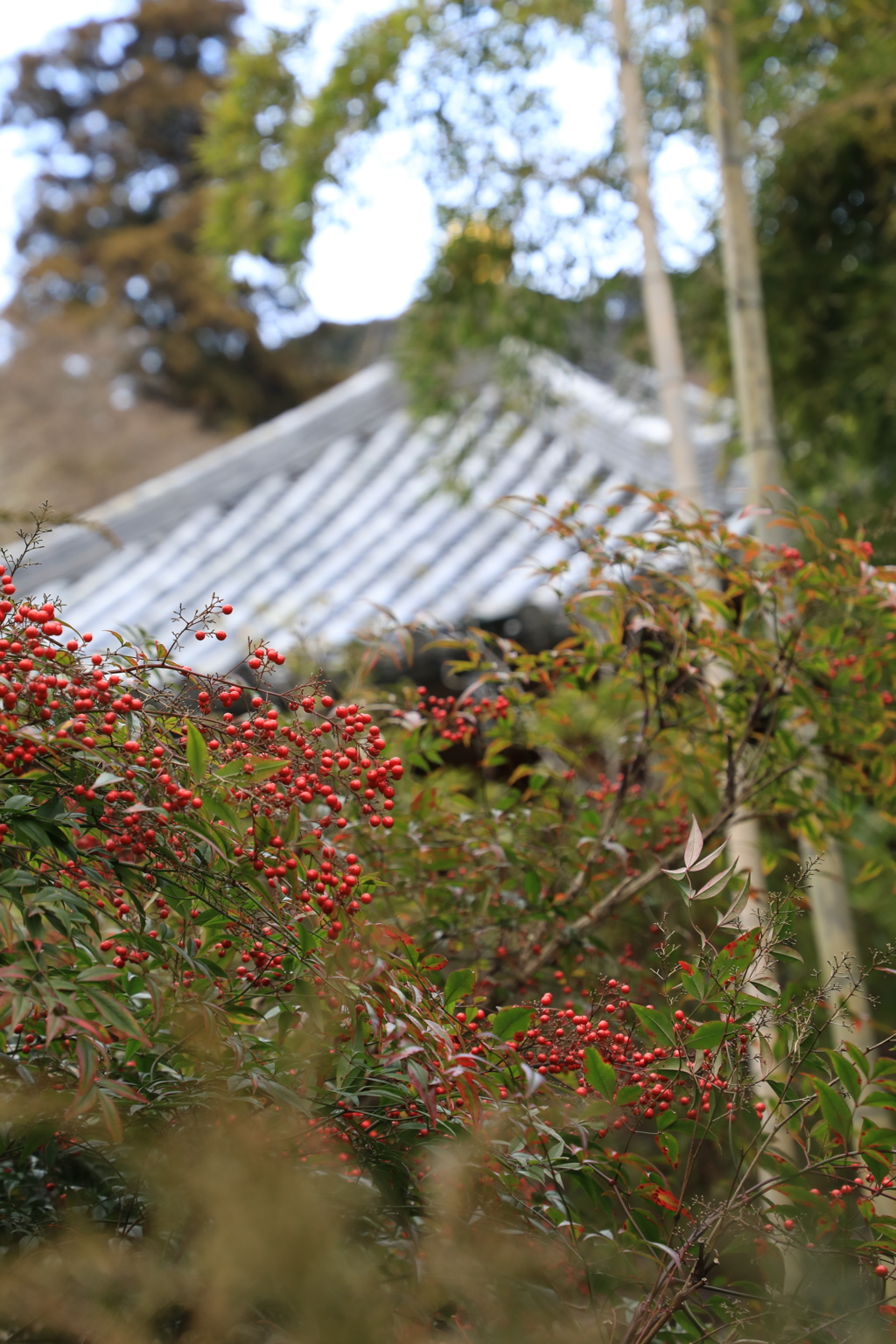 長谷寺　南天