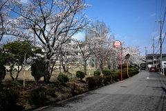咲きました