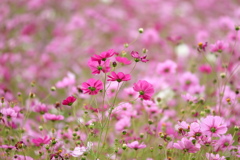 コスモスの花咲く
