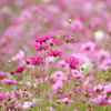 コスモスの花咲く
