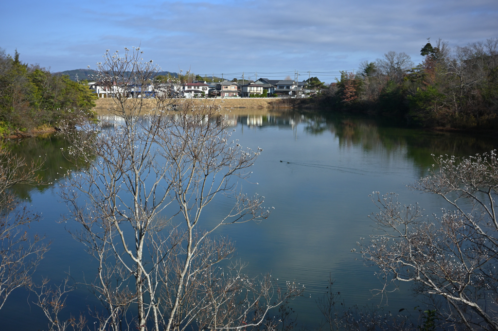 師走のブラ散歩
