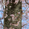 吉野桜