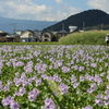 盛夏に咲く布袋青井