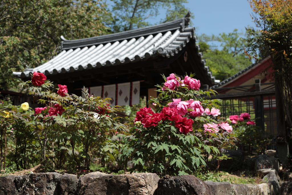 花の寺　長谷寺