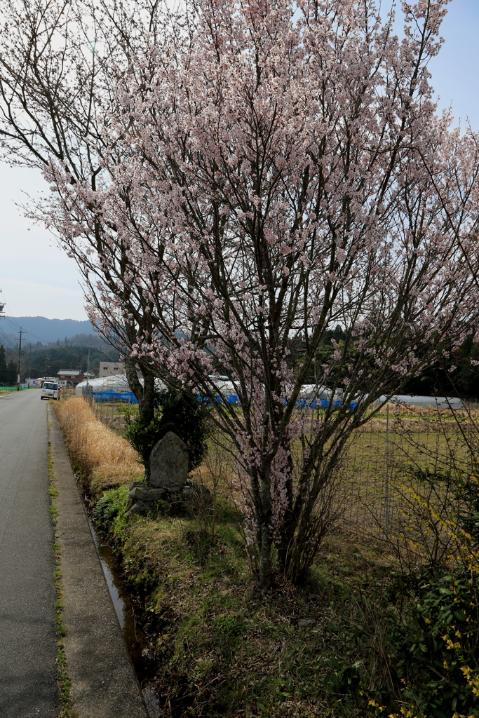 花を探して赤目へ