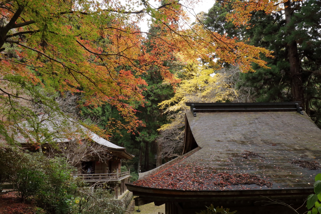 秋深まる室生寺