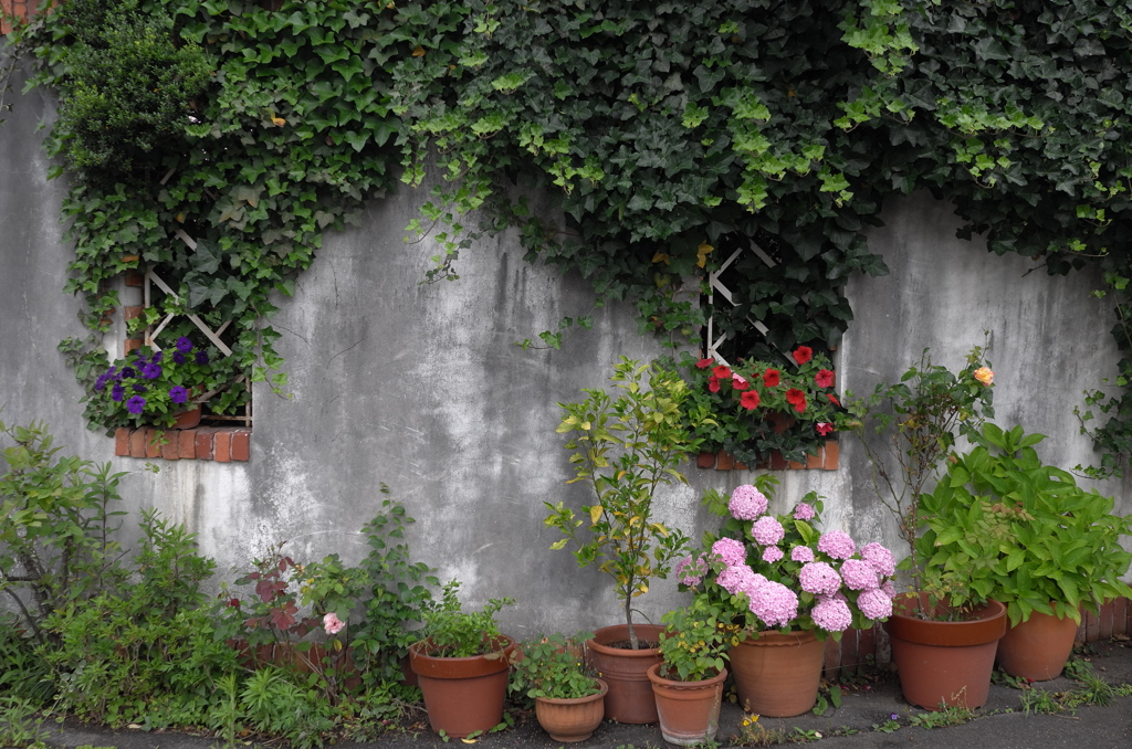 街かどの花