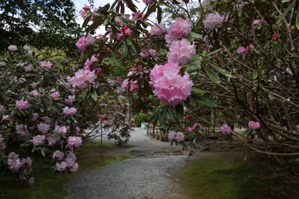 石楠花の寺
