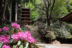 石楠花の寺