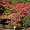 錦の野山