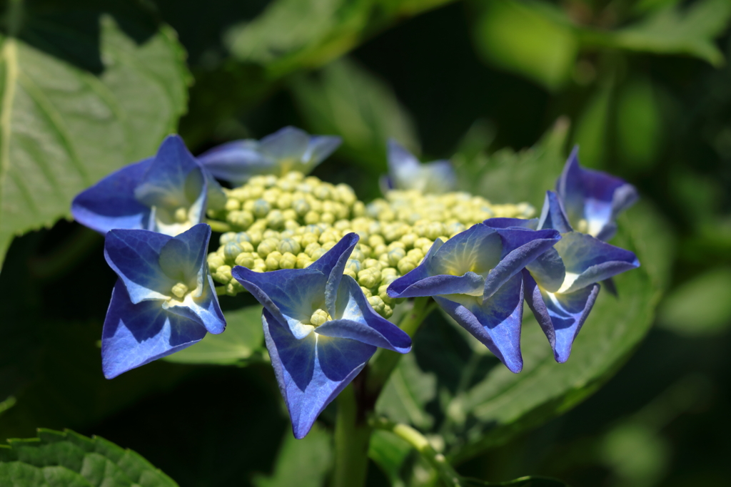 弥勒寺の紫陽花