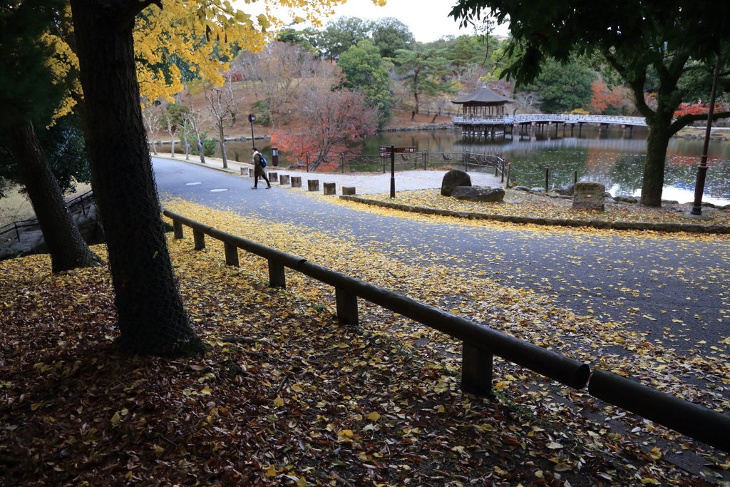 晩秋　奈良公園