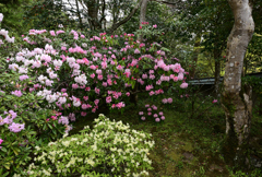 春めく室生寺