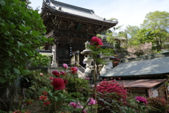 ５月の長谷寺　牡丹