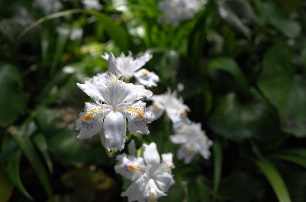 シャガの花