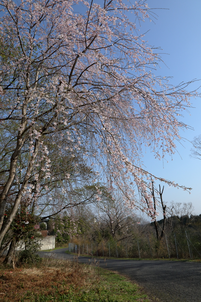 桜狩り