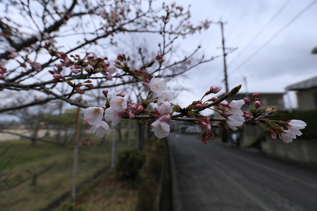 ちょっと散歩