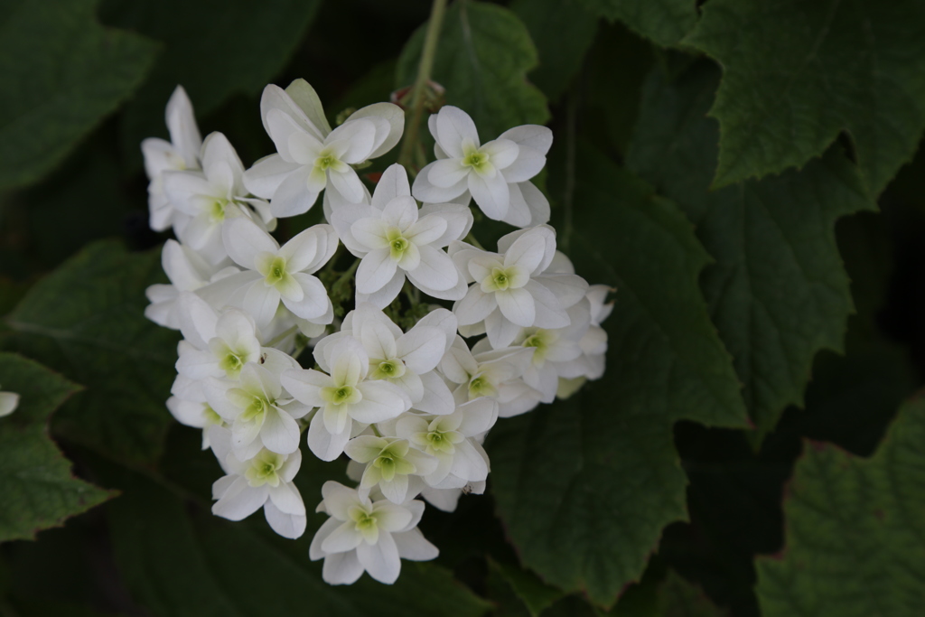 散歩で紫陽花