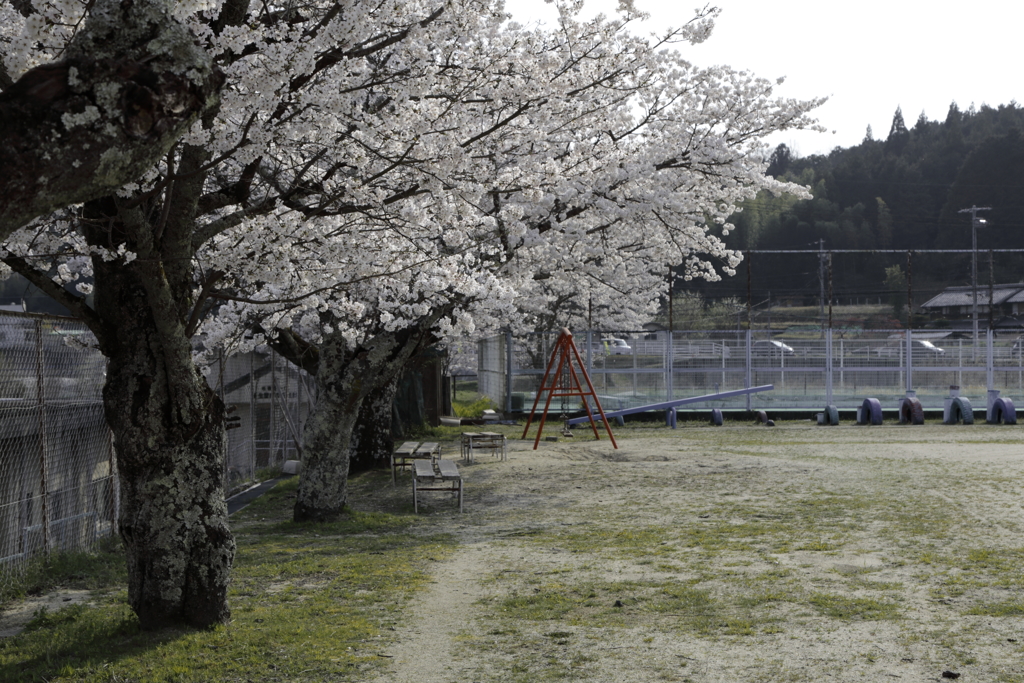 孤独な桜