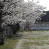 孤独な桜