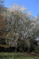 桜の咲く風景