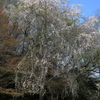 桜の咲く風景