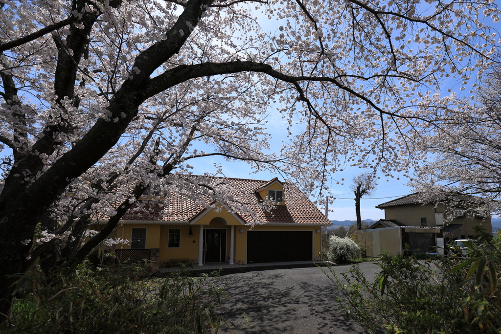 ご近所の桜