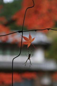 室生寺・紅葉