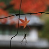 室生寺・紅葉