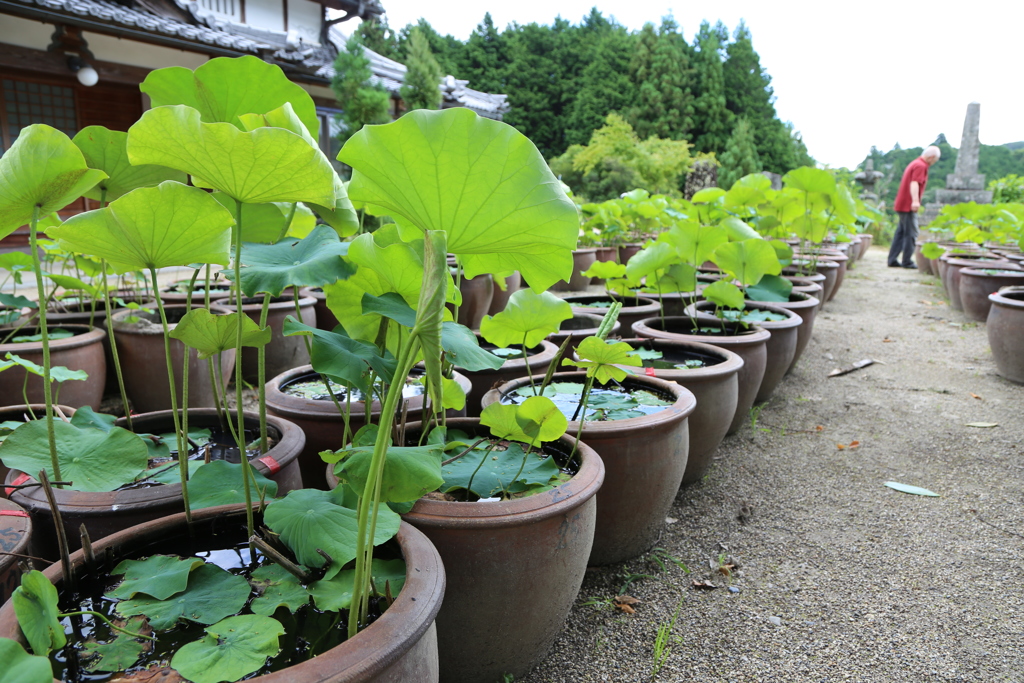 地蔵院青蓮寺の蓮