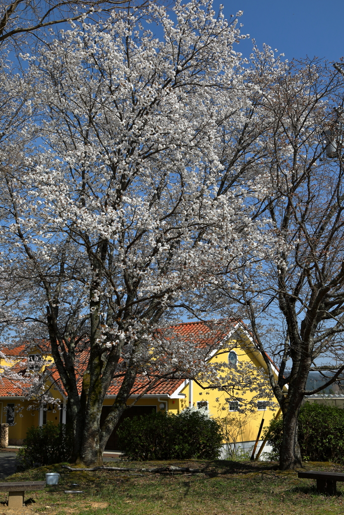 桜の咲く風景