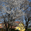 桜の咲く風景