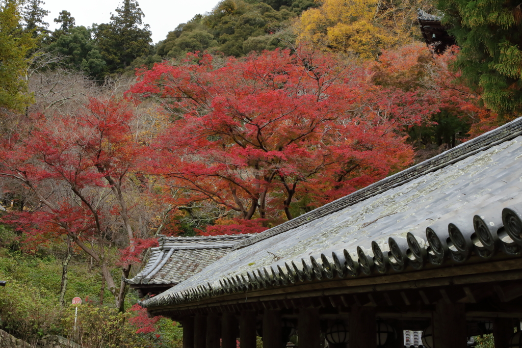 錦秋・長谷寺