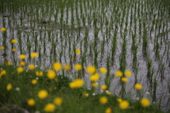 あぜ道の野花