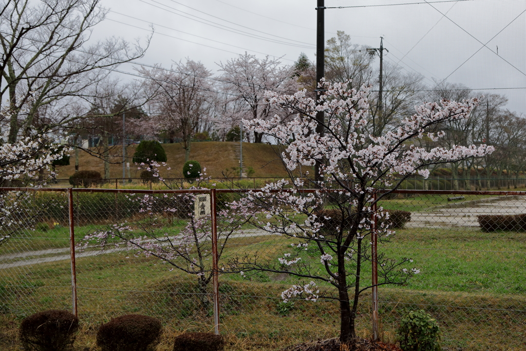 桜が咲くと雨が降る