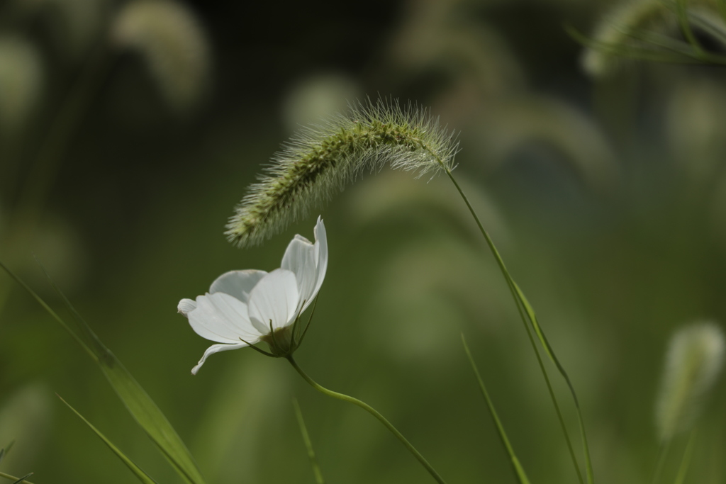 道草