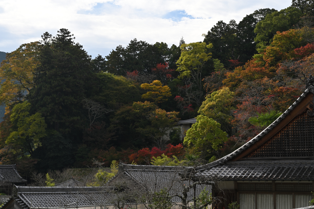 長谷寺　秋景色