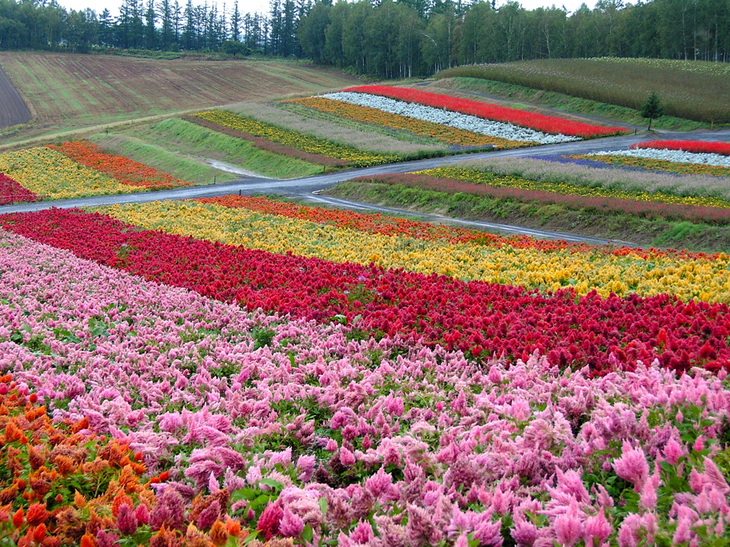 北海道　色づく大地　美瑛四季彩の丘