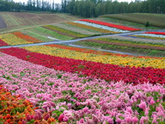 北海道　色づく大地　美瑛四季彩の丘