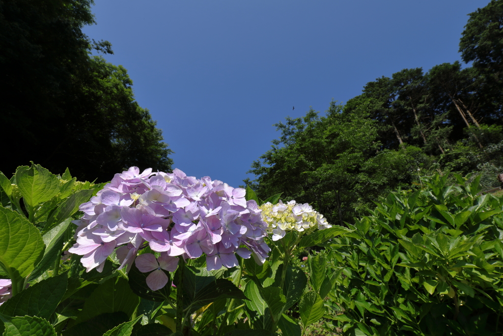 青空とアジサイ