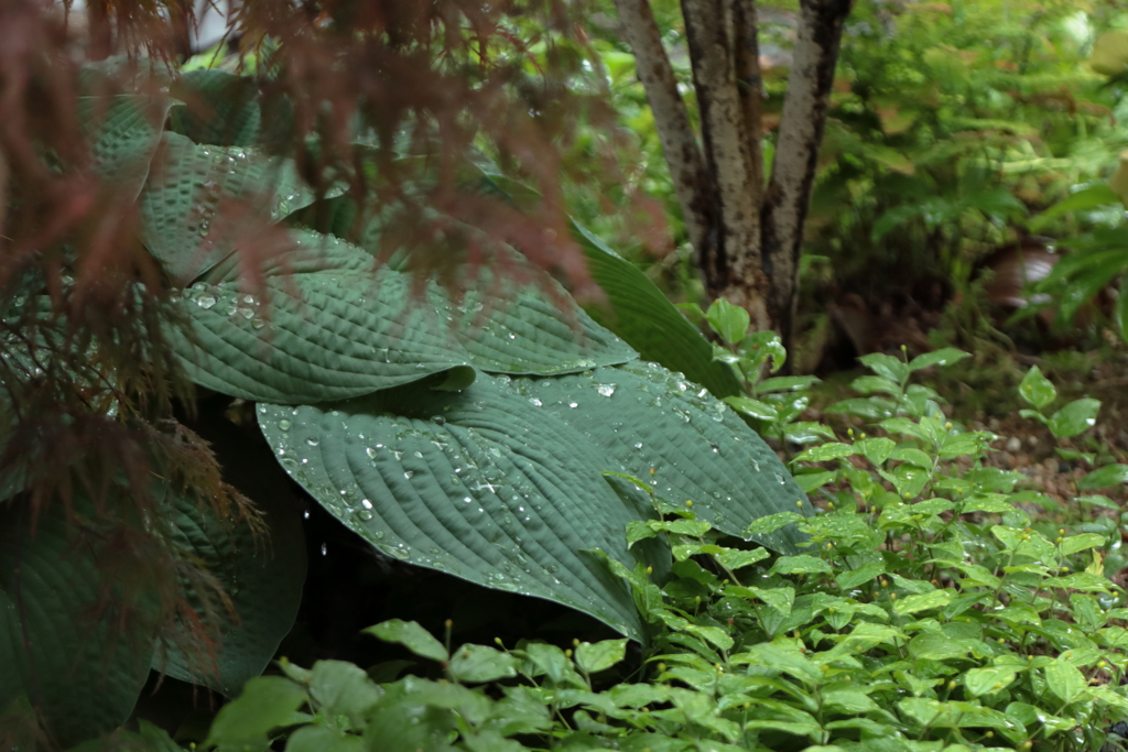 雨降り