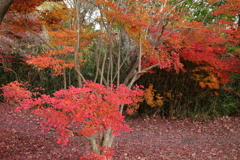 赤く染まる