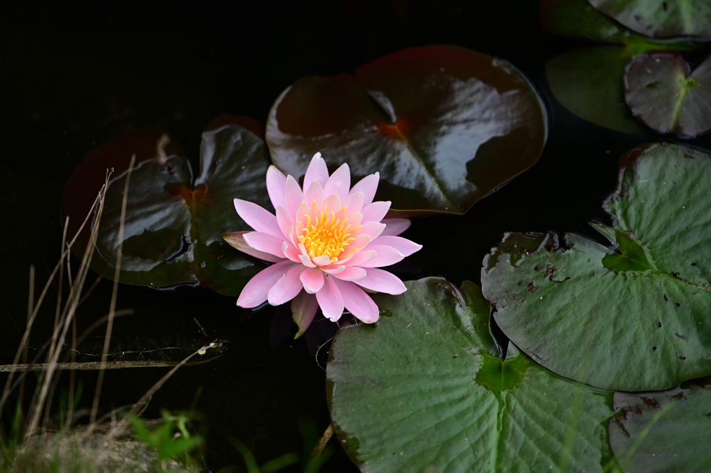 水辺の花