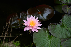 水辺の花